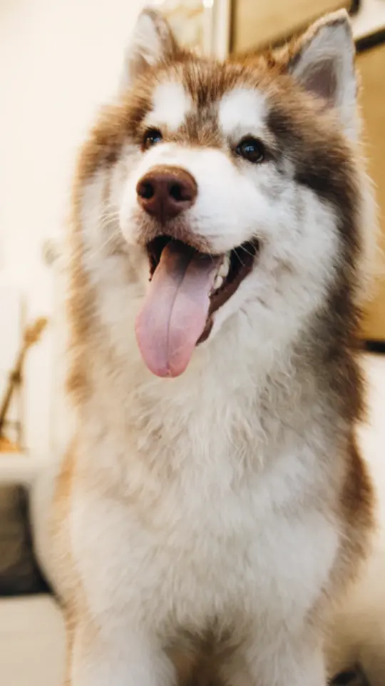 white dog